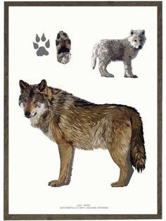 an animal is shown in three different stages of life, including a wolf and a dog's paw prints