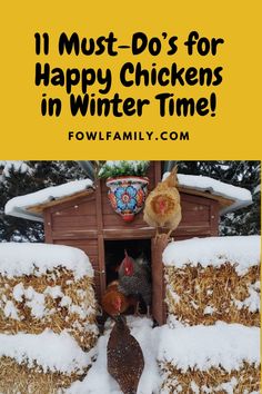 chickens in their coop with the words 11 must do's for happy chickens in winter time