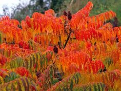 an orange and green tree with lots of leaves