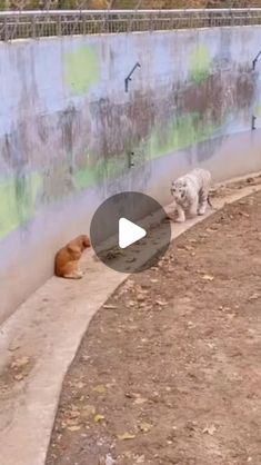 two dogs are playing in the dirt near a wall with graffiti on it and one dog is laying down