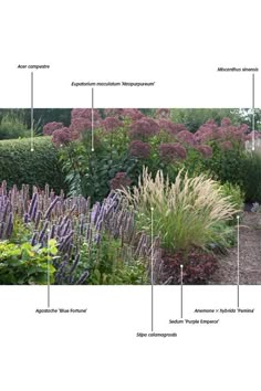 a garden filled with lots of purple flowers