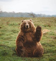 a large brown bear standing on its hind legs in the middle of a grassy field