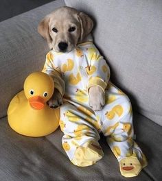 a dog sitting on a couch next to a rubber duck