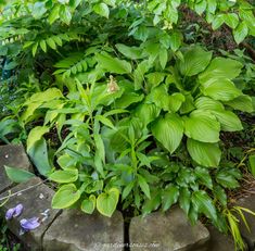 some green plants are growing out of the rocks in front of trees and flowers on the ground