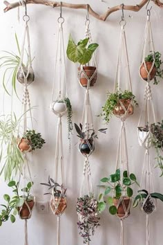 a wall hanging planter filled with lots of different types of plants and potted plants