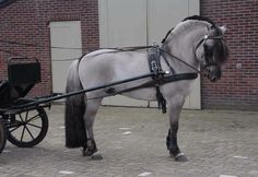 a white horse pulling a black carriage down a brick road next to a building with red doors