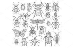 various bugs and insects drawn by hand