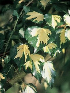 the leaves are yellow and green in color