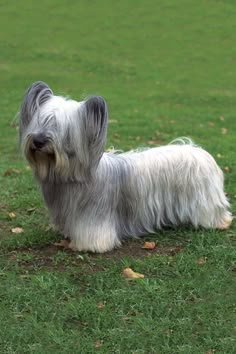 a small gray and white dog standing on top of a green grass covered park field