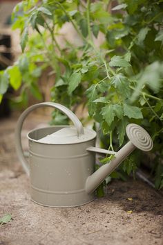 a watering can sitting on the ground next to some plants