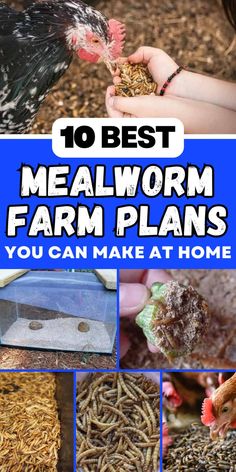 the top 10 best meal farm plans you can make at home with pictures of chickens