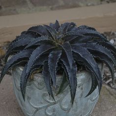 a potted plant sitting on top of a cement slab