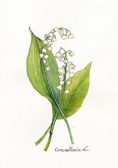 a watercolor drawing of lily of the valley