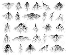 a set of tree roots on white background stock photo, images and royaltyvectors