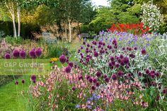 a garden filled with lots of different types of flowers