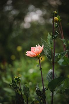 a single pink flower sitting on top of a lush green forest filled with leaves and flowers