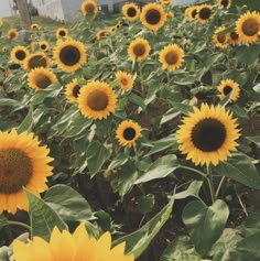 a field full of sunflowers in front of a building