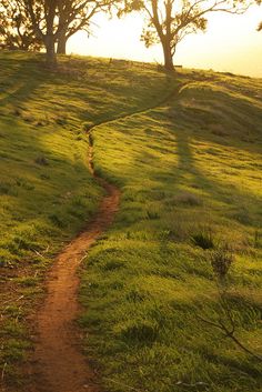 a dirt path in the middle of a grassy field with trees on top of it