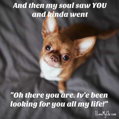 a small dog laying on top of a bed next to a quote that says, and then my soul saw you and kinda went