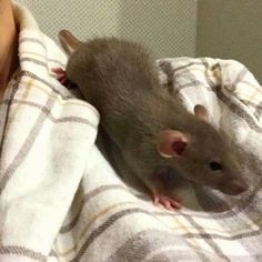 a rat sitting on top of a blanket