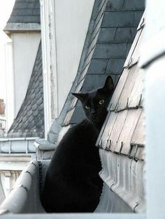 a black cat sitting on top of a metal roof next to a white building and looking at the camera