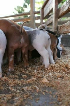 three baby goats are standing next to each other in the hay and wood fenced area