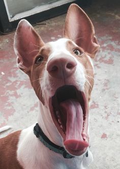 a brown and white dog yawning with its mouth open