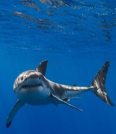 a great white shark swimming in the ocean