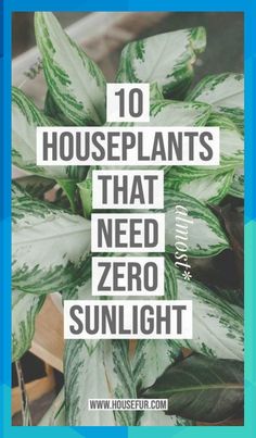 a houseplant plant with the words 10 houseplants that need zero sunlight