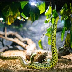 a large yellow and black snake on the ground next to some green leaves in an enclosure