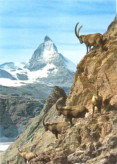 some animals that are standing on the side of a mountain