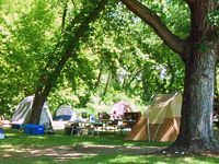 there are many tents set up under the trees