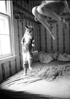 a cat standing on its hind legs in front of a woman jumping into the air