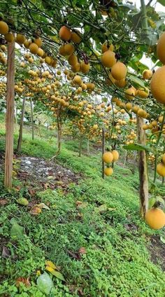 many oranges are growing on the trees in an area with green grass and dirt