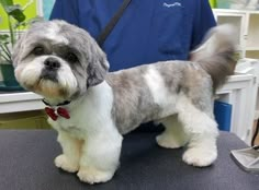 a small gray and white dog standing on top of a hair salon table next to a person