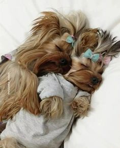 two small dogs cuddle together on a bed