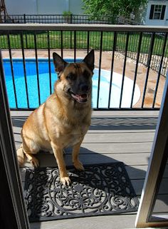 a dog is sitting on the porch looking out at the pool from behind a gate