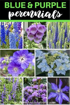 blue and purple flowers with text overlay that says, blue and purple perennials