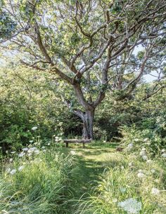 a bench sitting under a tree in the middle of a lush green field with white flowers