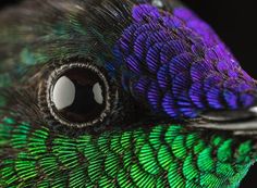 a close up view of a peacock's feathers with blue, green and black feathers