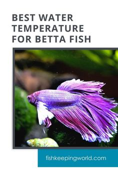 a purple fish with the words best water temperature for betta fish on it's side