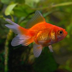 a goldfish in an aquarium looking at the camera