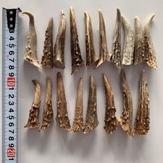 several different types of antelope are shown next to a measuring ruler on a white surface