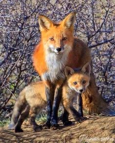 two foxes standing next to each other in front of trees