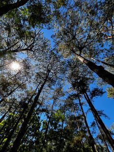 looking up at the tops of tall trees in a forest with sun shining through them