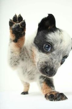 a small dog with its paws up in the air and looking at the camera while standing on it's hind legs