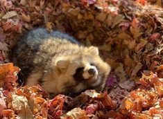 an animal that is laying down in some leaves