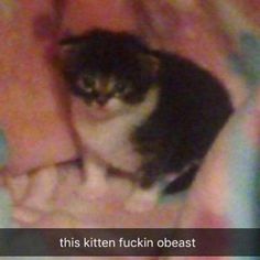 a black and white cat sitting on top of a bed