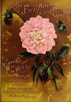 an advertisement for the floral novelty century featuring a large pink flower with green leaves on it