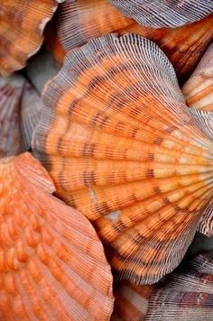 closeup of an orange sea shell on the bottom of a pile of other seashells